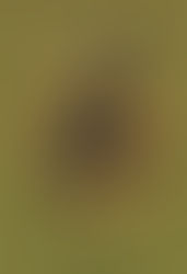 Книга Жана Ванье на русском языке «Жить мирно посреди насилия: пророческое свидетельство слабости»