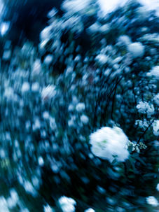 Série fotográfica — Entre Flores e Movimento