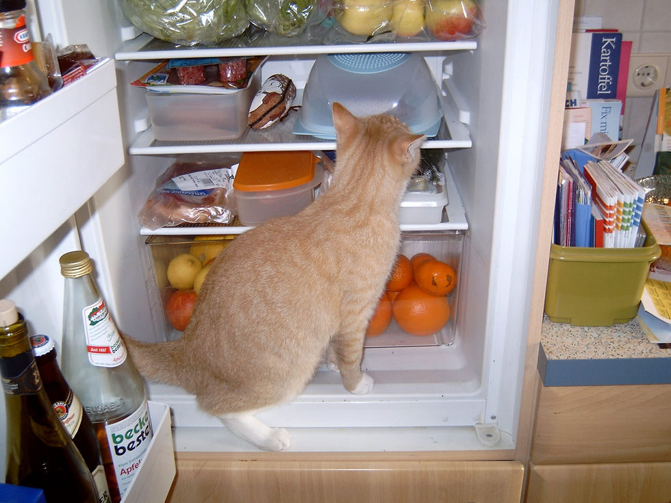 Katze schaut neugierig in einen geoeffneten Kuehlschrank voller Lebensmittel