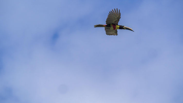 toucan flight (4).jpg