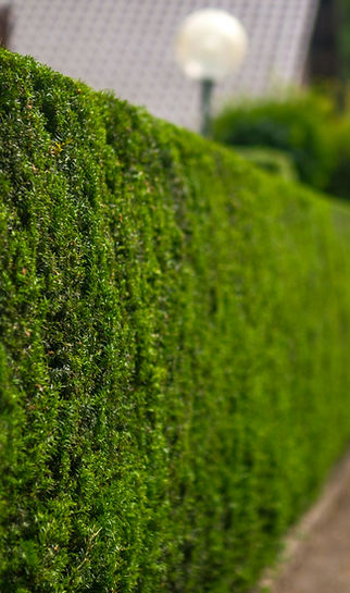 Down the hedge_edited.jpg