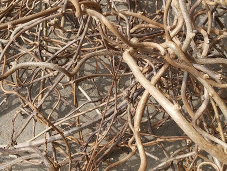 キウイの剪定ツルでカゴを編みたい