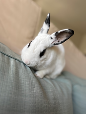 white rabbit with black ears and spots around eyes sitting on the back of a light turquoise couch