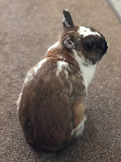 brown and white rabbit seated with back to the camera and turning to look over her shoulder