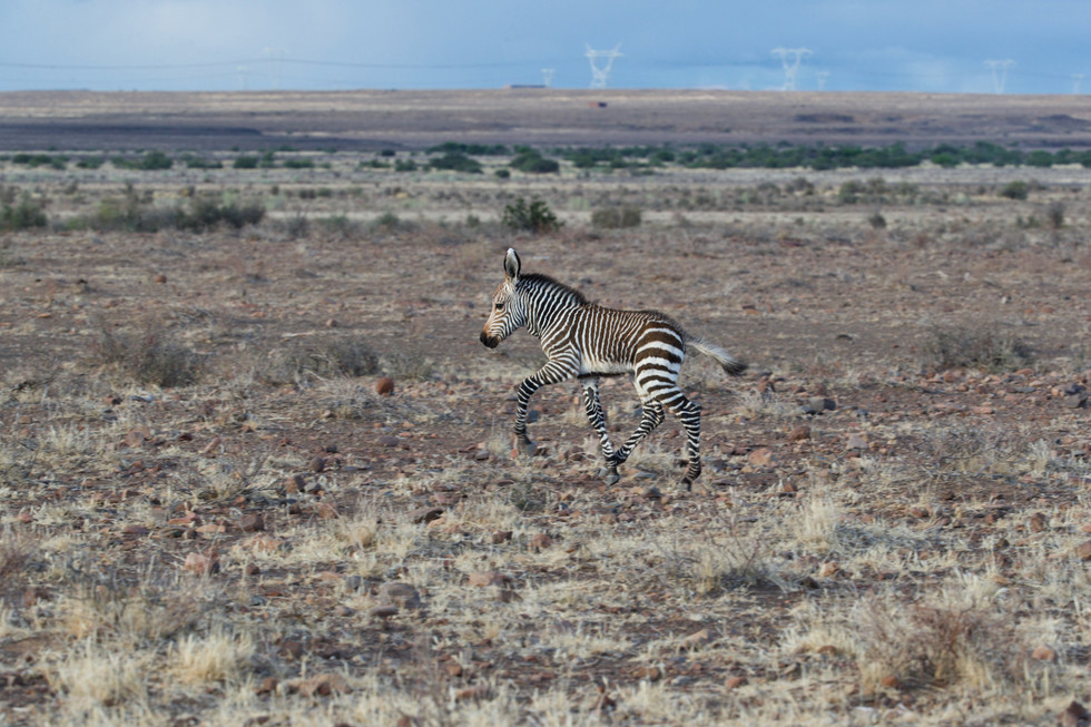 Bouncing Mountain Zebra ($150)