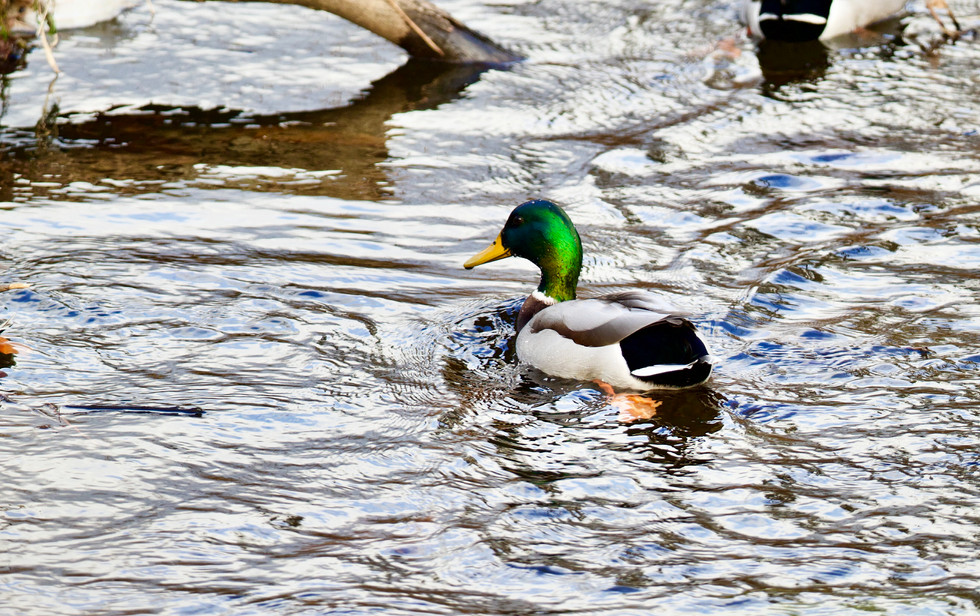 Deep Duck Colors ($100)