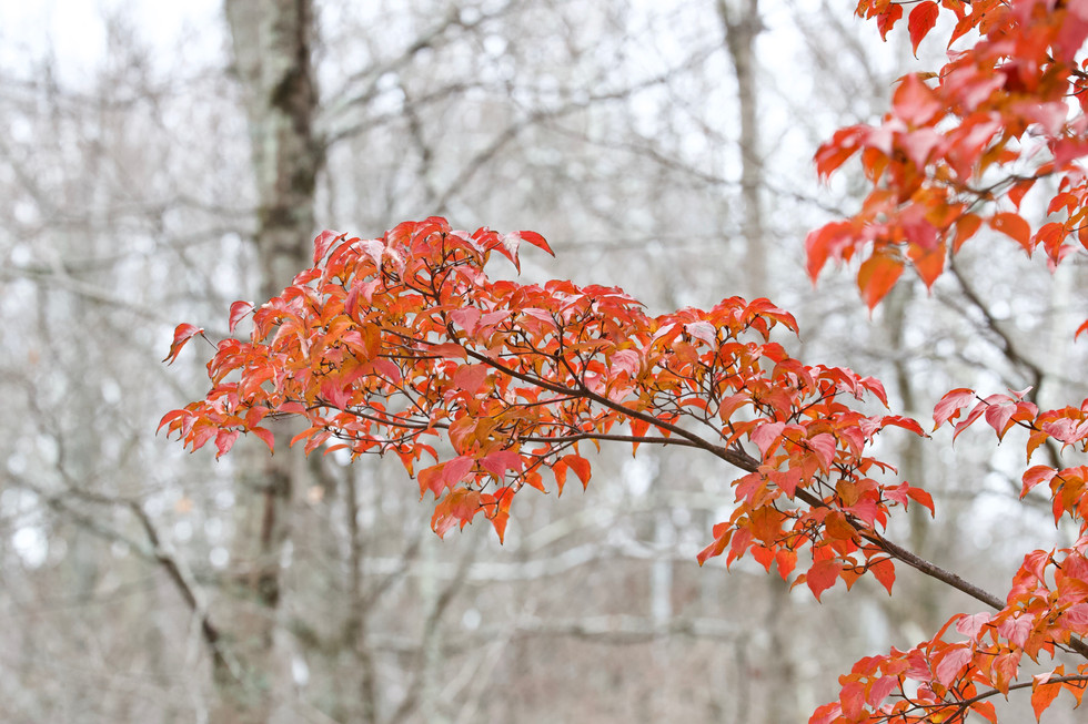 New England Winter ($100)