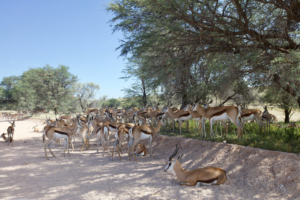 Springbok Cooling Off ($300)