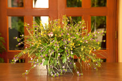 Plantas SOS-126