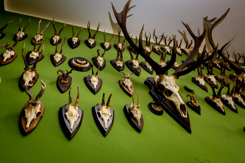 Grüne Wände des Museums des Jagdschlosses in Schorfheide