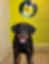 Dog Camp_storhundsrom_edited.jpg