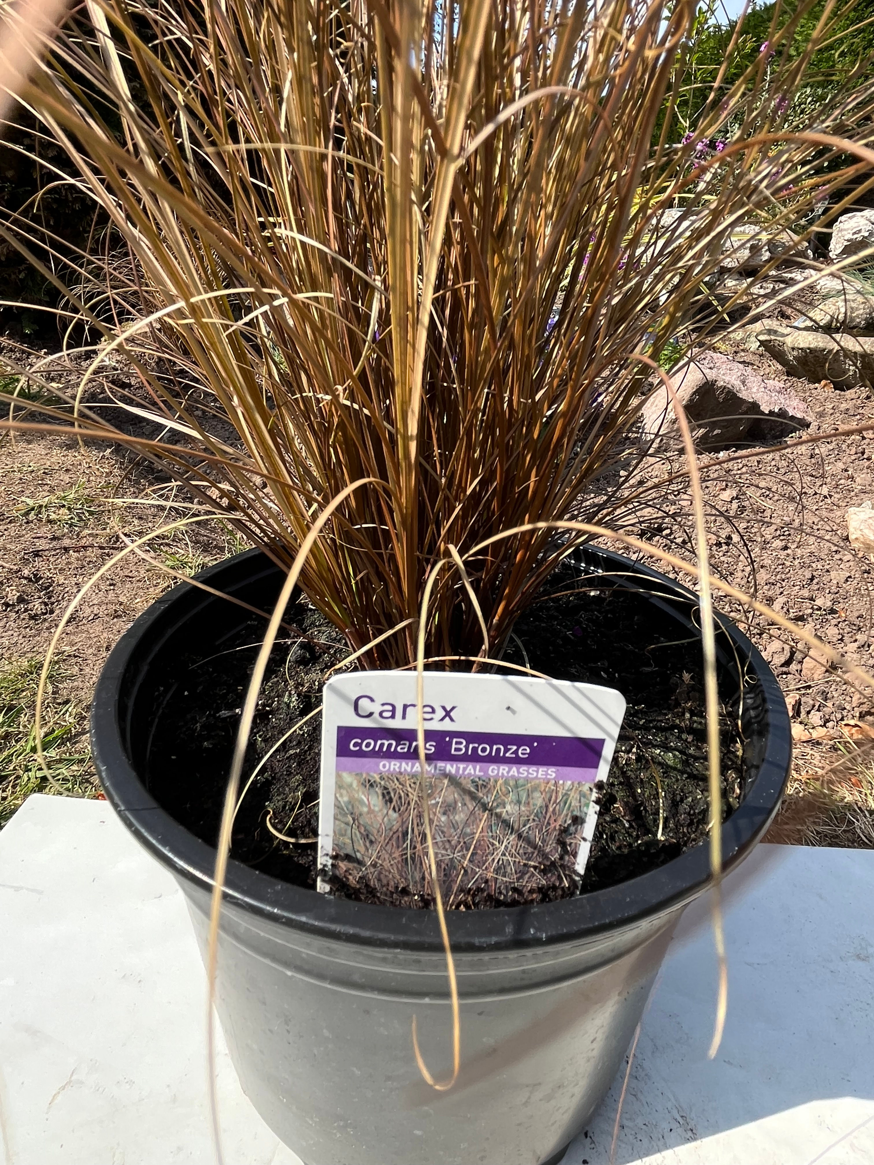 Carex "Bronze" Ornamental Grass