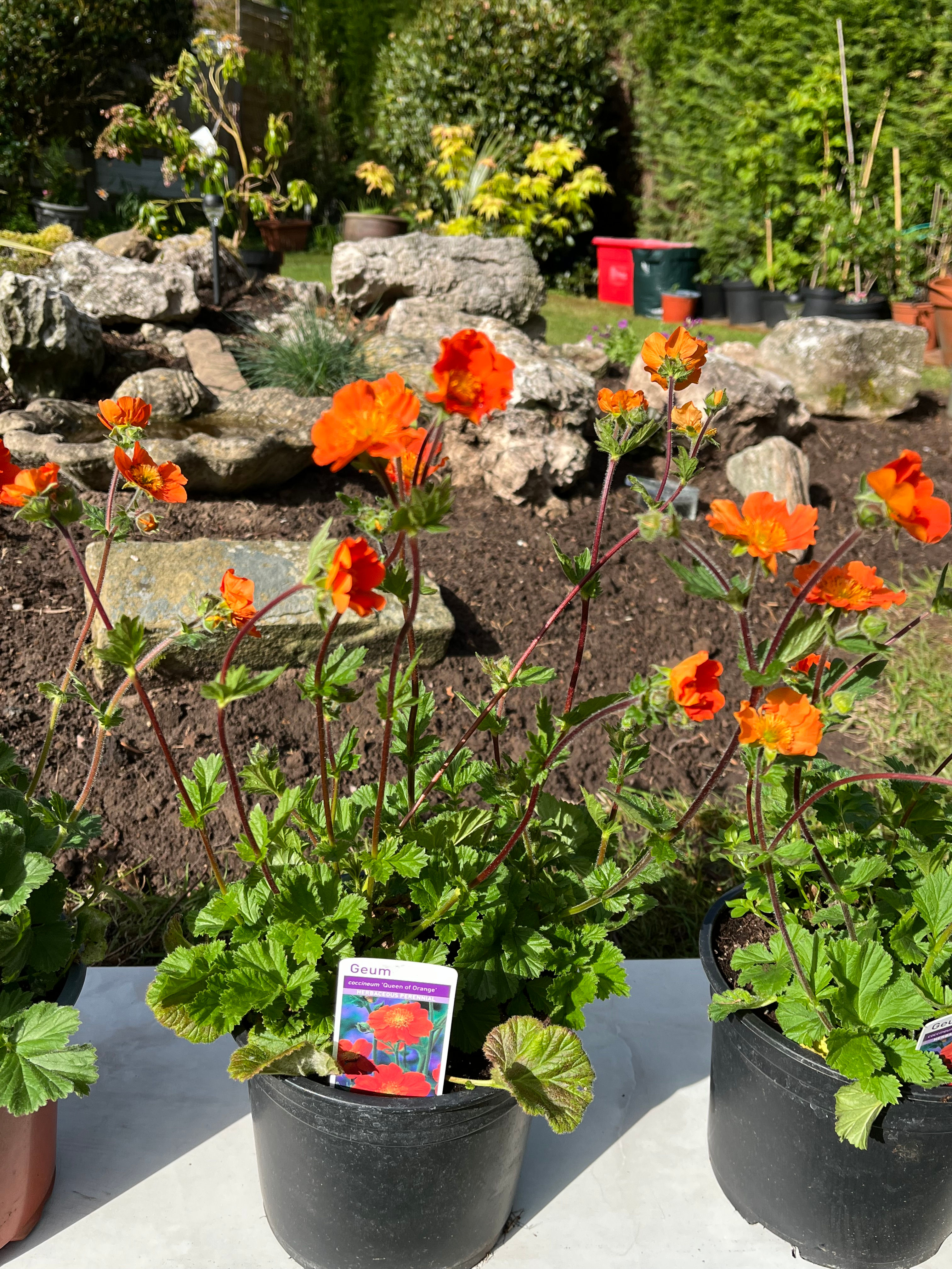 Geum "Queen of Orange "