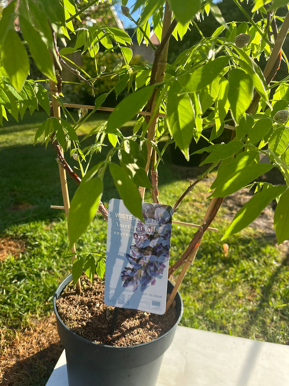 Thumbnail: Wisteria "Amethyst Falls" on Frame. Lots of Buds. 