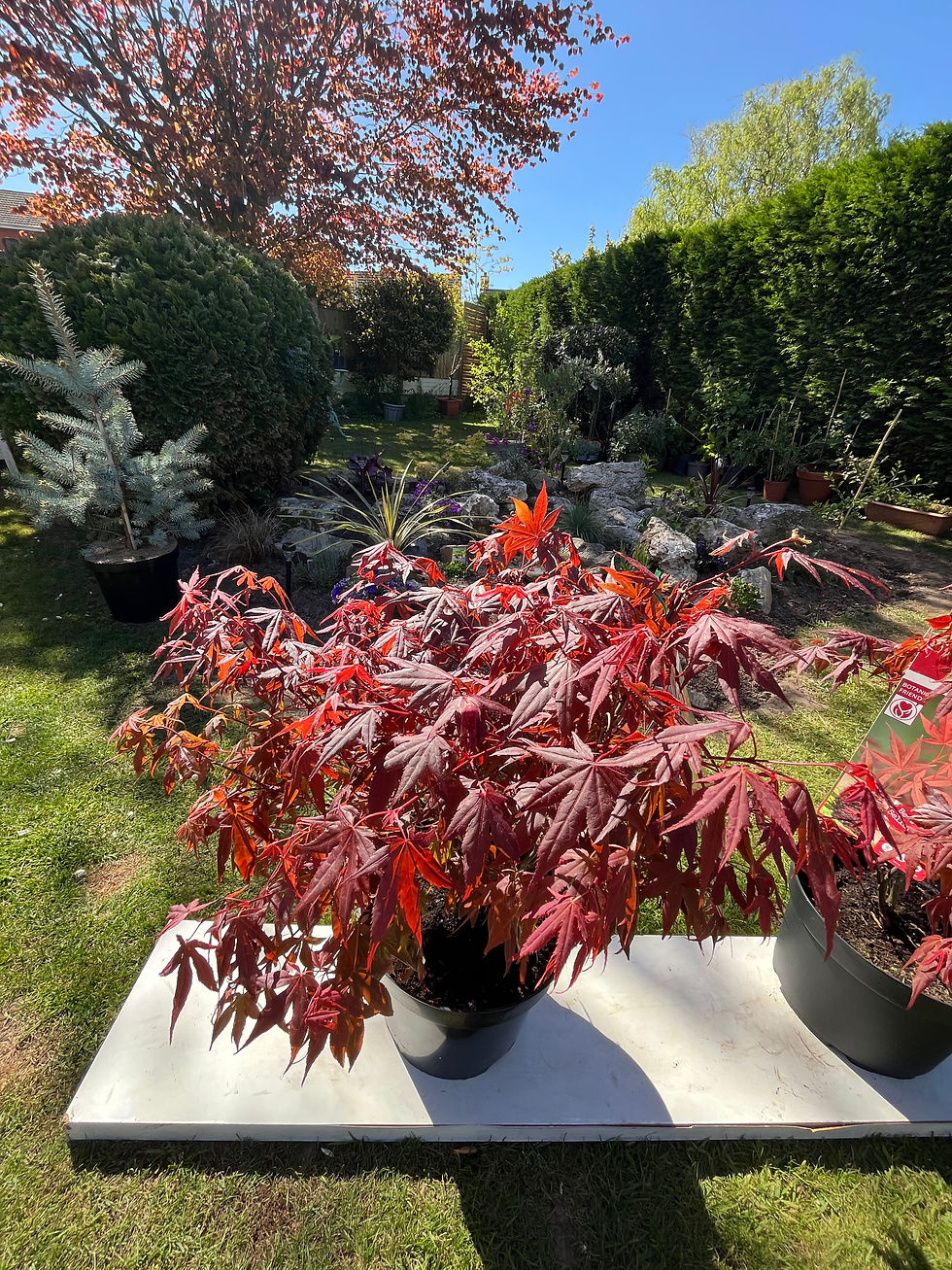 Thumbnail: Acer Palmatum 'Atropurpureum' Japanese Maple Tree