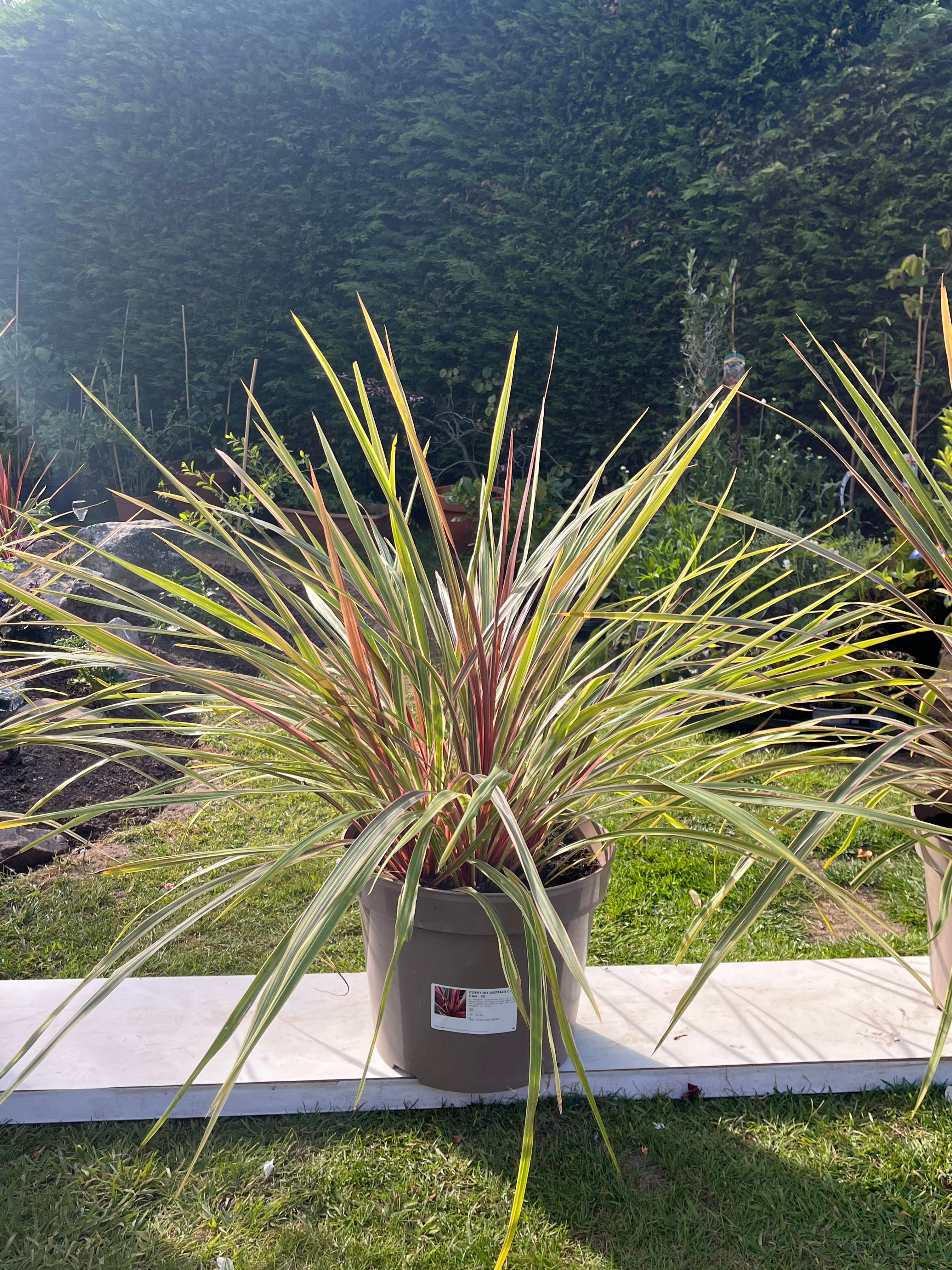 Cordyline Australis "Can Can"