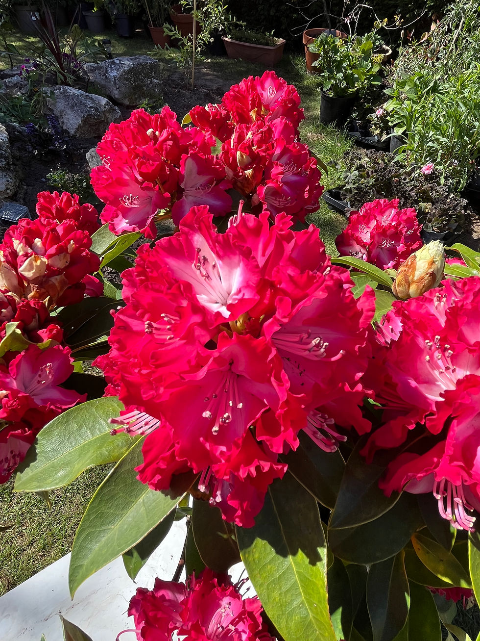 Thumbnail: Rhododendron 'Lumie'
