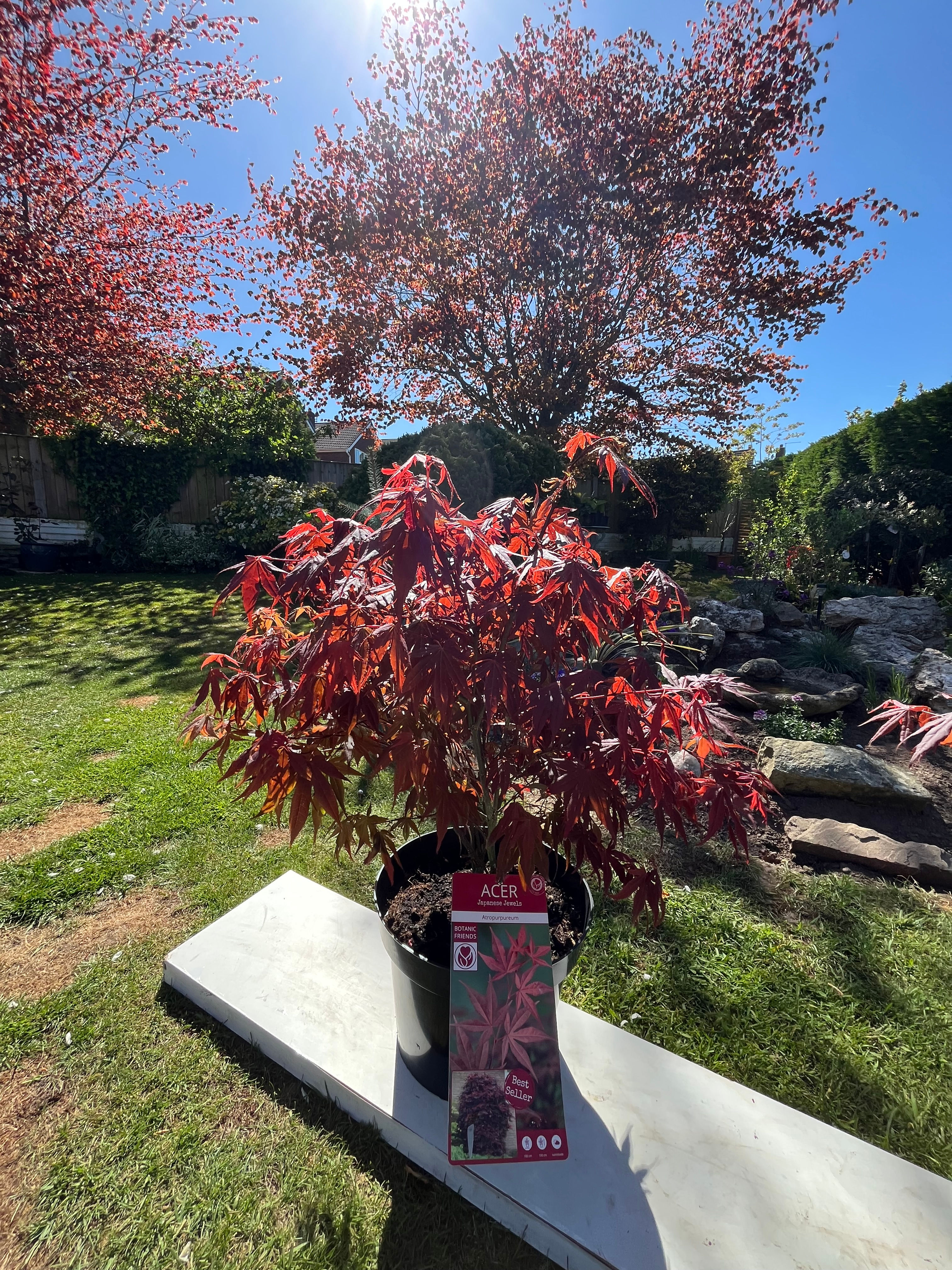 Acer Palmatum 'Atropurpureum' Japanese Maple Tree