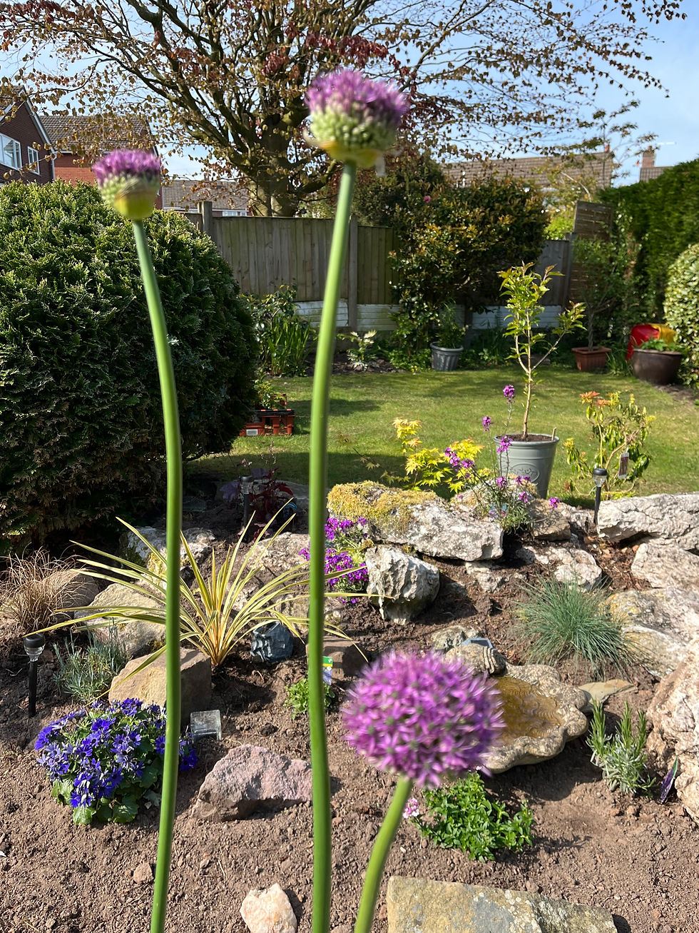 Thumbnail: Allium 'Gladiator'