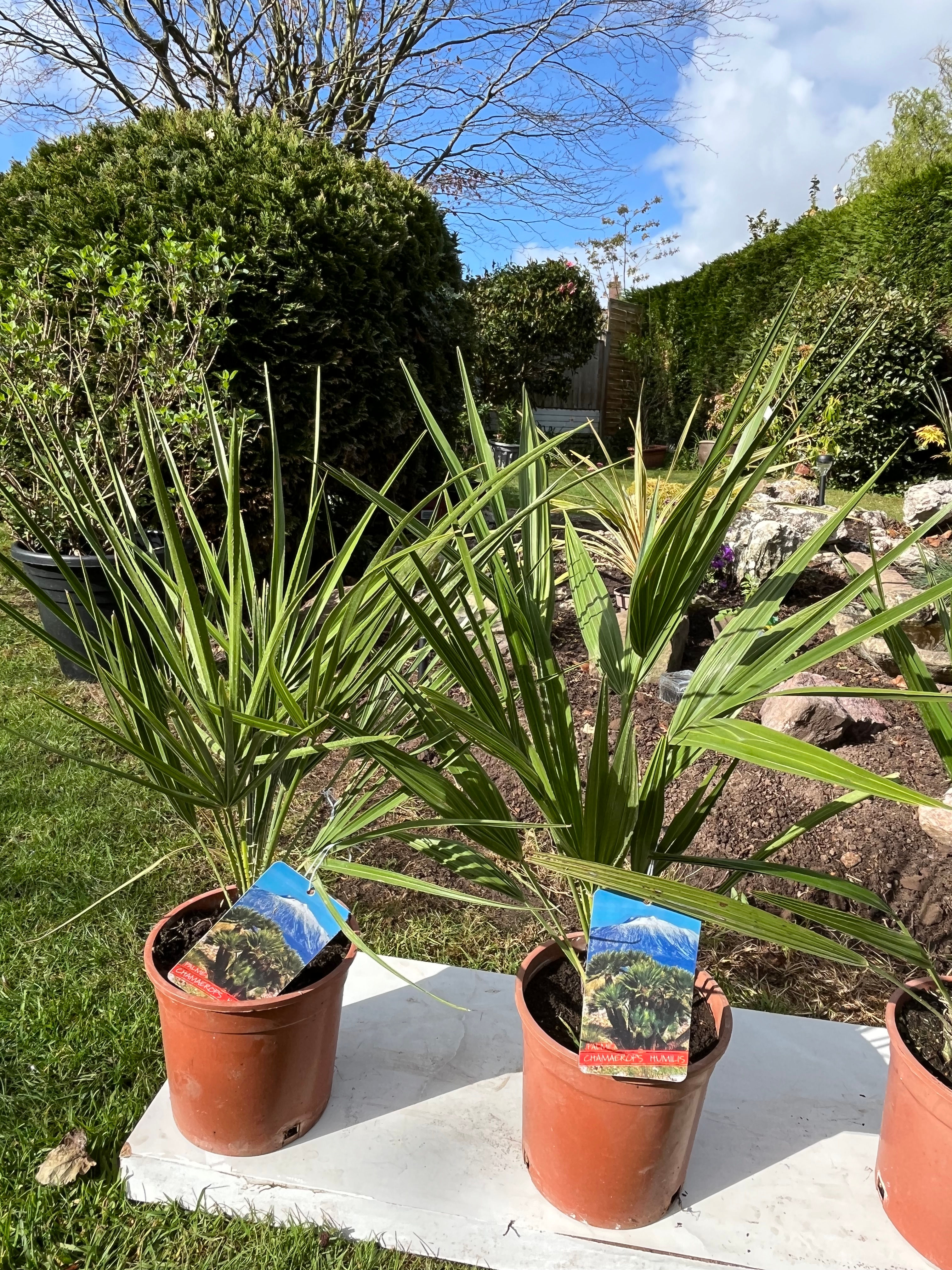 Chamaerops Humilis Palm.
