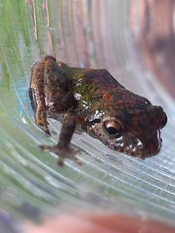 Ranita Eleutherodactylus sp.