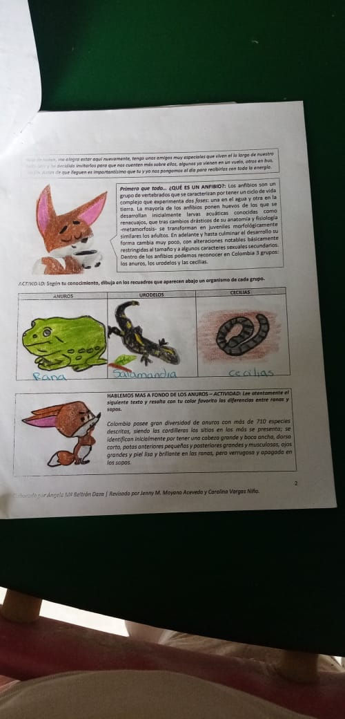 Anfibios