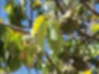 chirimoya