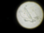 diatom blue