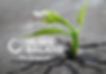 NB_Bud w logo.jpg