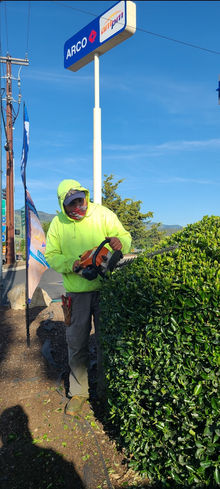 Hedge trimming