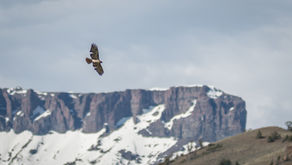 Where the Wildness Is