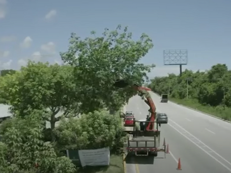 En carretera Cancún-Tulum hubo rescate y trasplante de árboles; no tala
