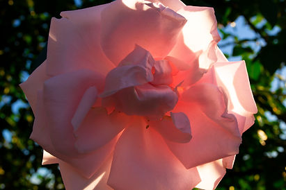 Pink Rose Edited.jpg