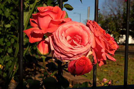 Wilson Rose Garden 3.jpg