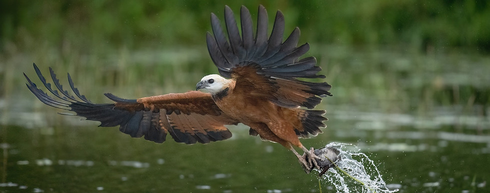 Gavilán de Ciénega en vuelo