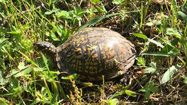 Get Outdoors - Hays Woods (Southern Section) - May 17, 2025