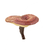 phylor_integratori_reishi.png