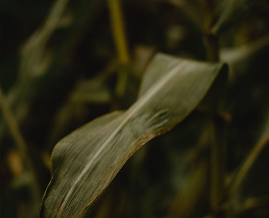 Corn Leaf.jpg