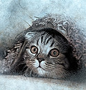 cat-g0d7bd6cdd_1920.jpg