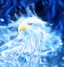 aigle blanc
