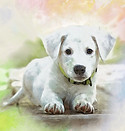 chiot blanc