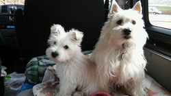 Hamish and Robbie