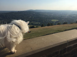 Robbie, Box Hill