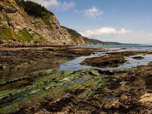 A view of the Bay at Cape Arago