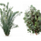 Thumbnail: Fresh Eucalyptus Silver Dollar + Baby Blue Mixed Bunches