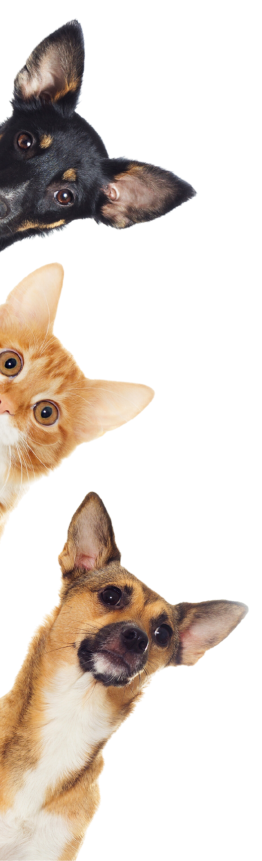 Pop In Pets Website Design (12).png