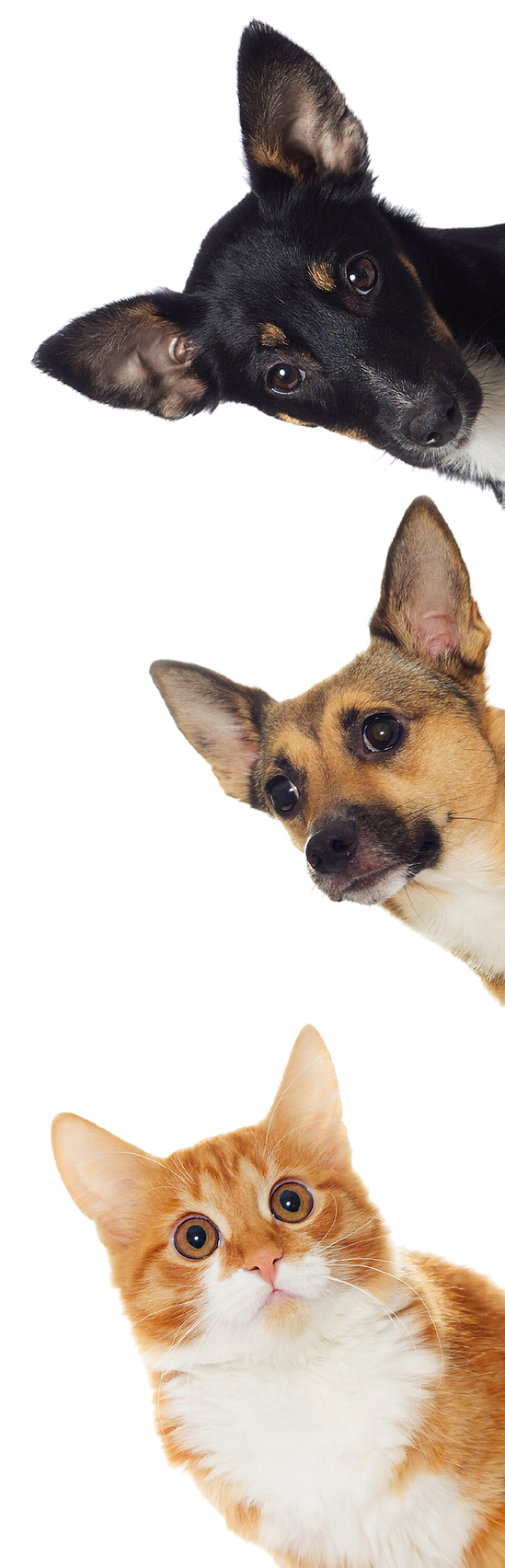 Pop In Pets Website Design (13).png