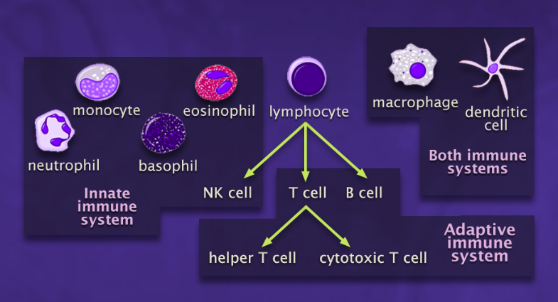 Immune System: Innate and Adaptive Immunity Explained