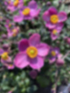 anemone-pretty-lady-diana