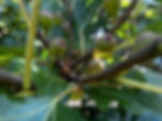 Image (1)